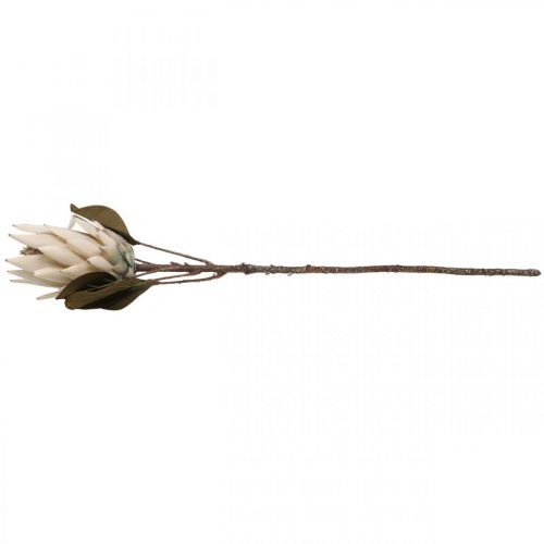 Floristik24 Protea Flétri Artificiellement Drylook Beige Marron Vert 72cm