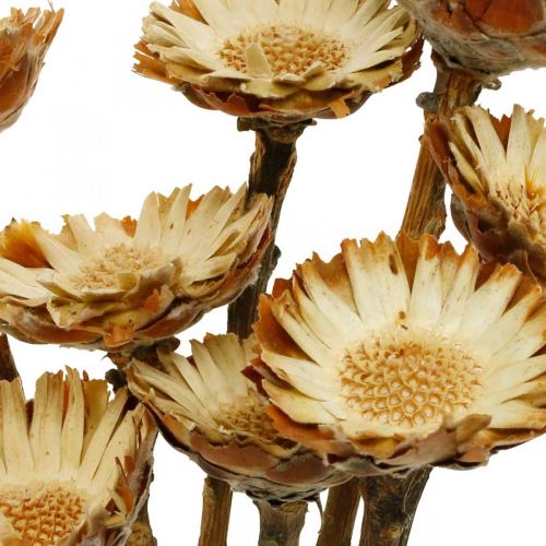 Article Protea Compacta Rosette Érablière Naturelle à Fleurs Séchées 8pcs