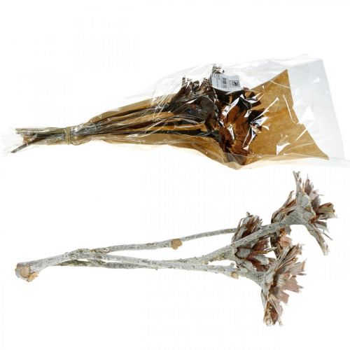 Floristik24 Mélange Exotique Protea Rosette Naturelle, Fleur Séchée Lavée en Blanc 9 pcs