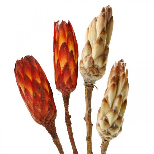 Floristik24 Protea Mix, Fleurs Séchées Respens Naturel/Rouge 13 pcs
