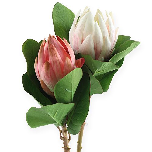 Floristik24 Protea rose 50 cm 2 p.