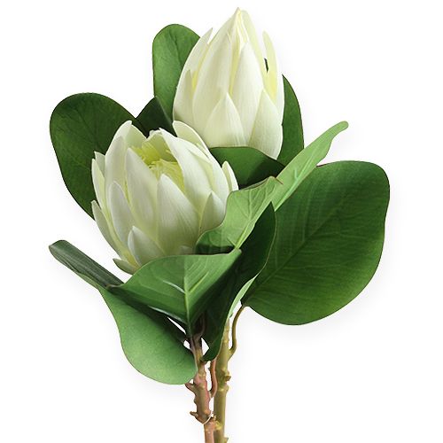 Floristik24 Protea blanc 50 cm 2 p.