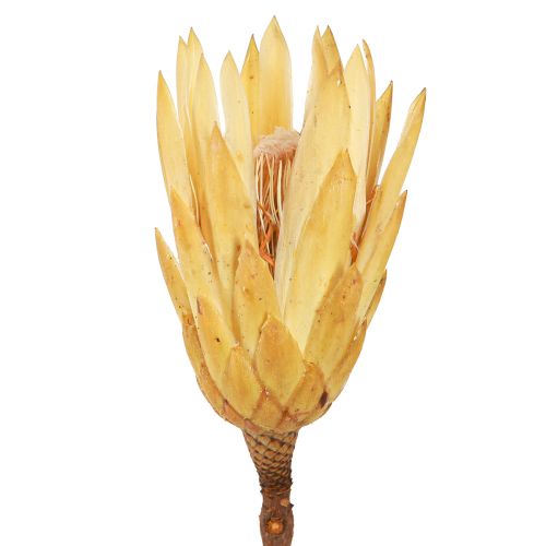 Floristik24 Protéa repens séchée 1er choix Crème 10cm - 12cm 25 pcs