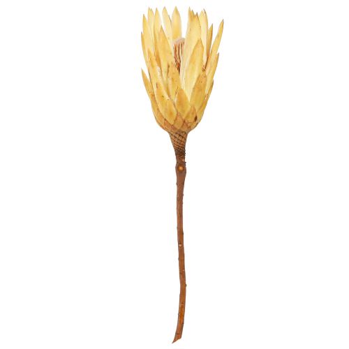 Article Protéa repens séchée 1er choix Crème 10cm - 12cm 25 pcs