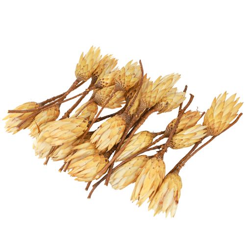 Article Protéa repens séchée 1er choix Crème 10cm - 12cm 25 pcs