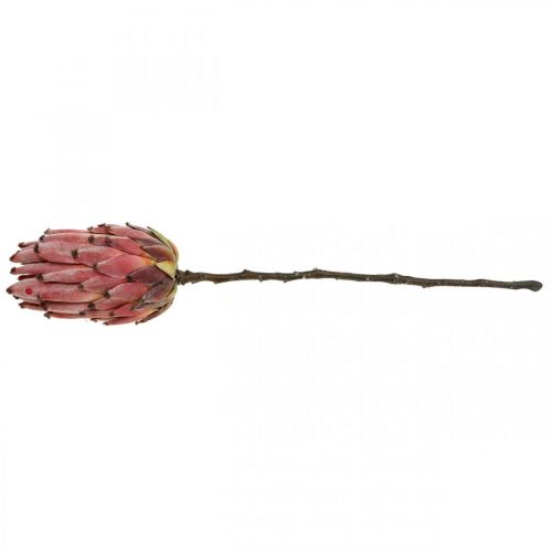 Floristik24 Artificielle Protea Red Fleur artificielle exotique H55cm