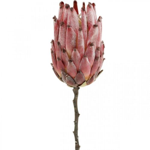 Floristik24 Artificielle Protea Red Fleur artificielle exotique H55cm