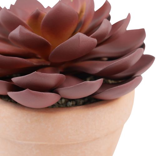 Article Plante succulente en pot Echeveria artificielle rouge Ø15cm