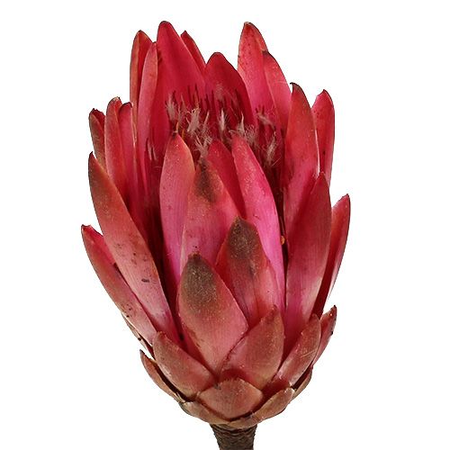 Repens Erika 25pcs