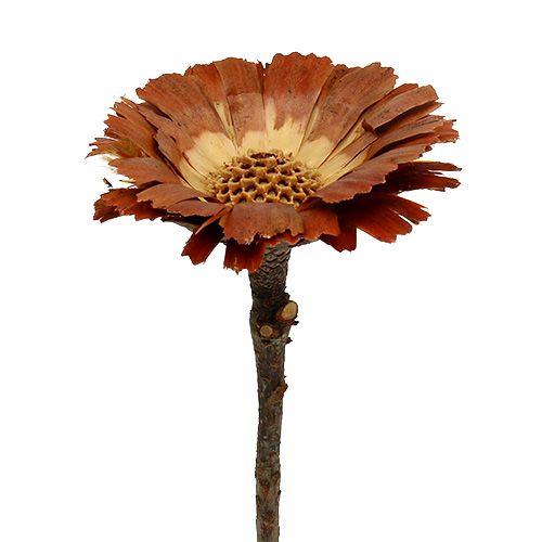 Article Protée repens Rosace Couleur naturelle claire 8-9cm 25 pcs