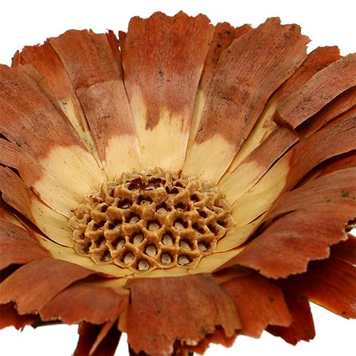 Article Protée repens Rosace Couleur naturelle claire 8-9cm 25 pcs