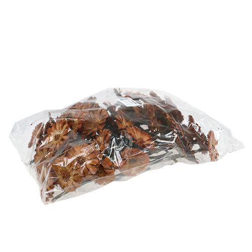 Article Repens Rosette Naturel 6-7cm 50 pcs