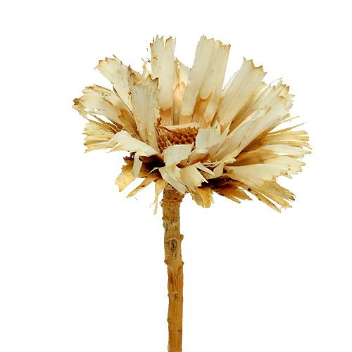 Article Protéa repens séchée Rosace blanchie 8-9cm 20 pcs