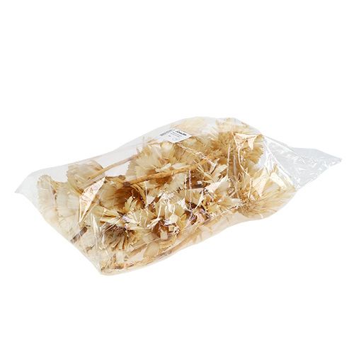 Article Protéa repens séchée Rosace blanchie 8-9cm 20 pcs