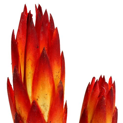 Article Repens Rouge petit 50 pcs