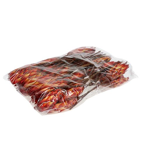 Floristik24 Repens Rouge petit 50pcs