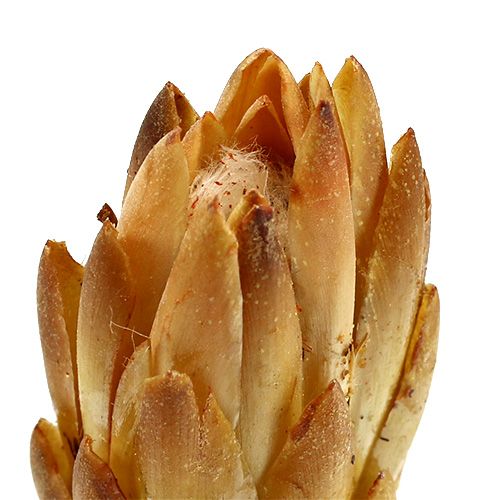 Article Crème Repens 25 pièces