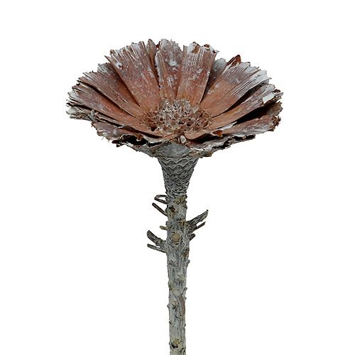 Repens rosace 6-7cm blanc lavé 25 pcs