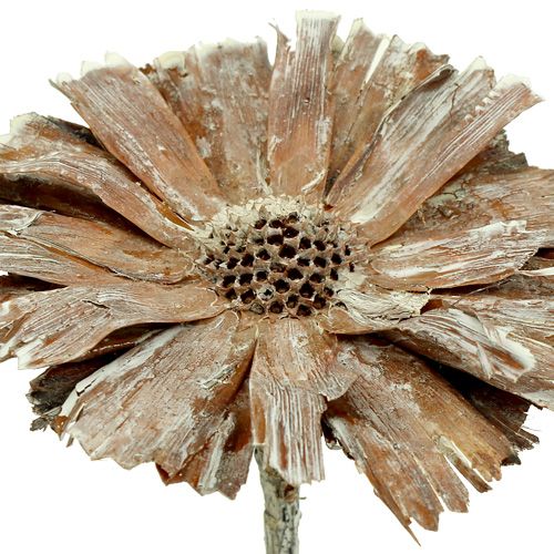 Article Protea rosace 8-9cm blanc lavé 25p