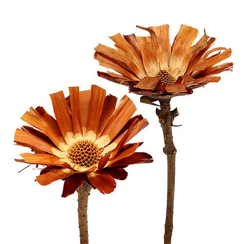 Repens Rosace Super 10 - 12cm 20 pcs