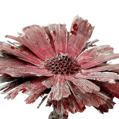 Article Protea rosace bruyère givrée Ø8-9cm 25 pcs