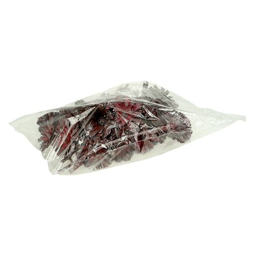 Article Protea rosace bruyère givrée Ø8-9cm 25 pcs