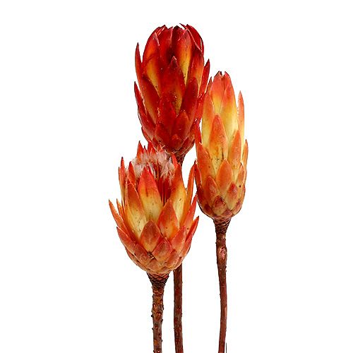 Floristik24 Repens Rouge 25 pcs