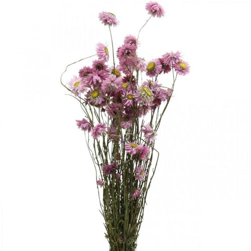 Floristik24 Fleurs de paille fleurs séchées bouquet d&#39;acroclinium rose 20g