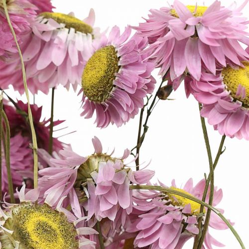 Article Fleurs de paille fleurs séchées bouquet d&#39;acroclinium rose 20g