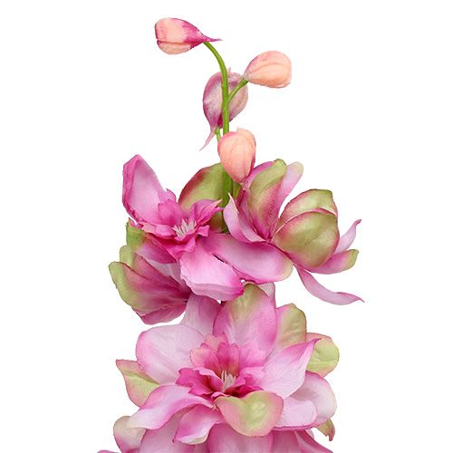 Floristik24 Pied d’alouette fuchsia 71 cm 6 p.