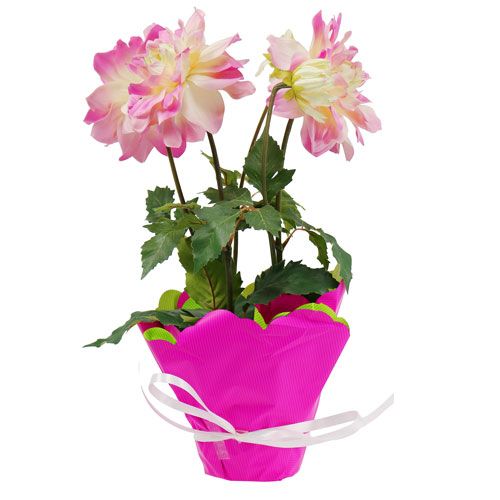 Floristik24 Rondella Ø48cm bicolore rose-vert 50p