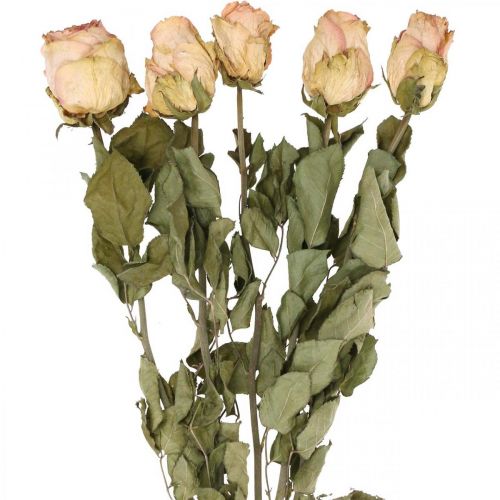 Floristik24 Roses décoratives, fleurs séchées, roses séchées, Saint Valentin, fleuriste funéraire, roses rustiques jaune-rose L48cm 5 pièces