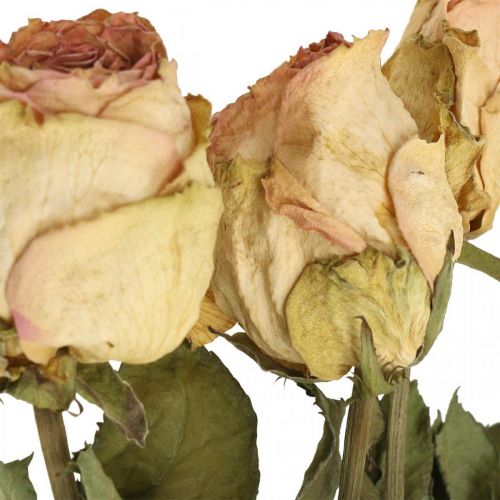 Floristik24 Roses décoratives, fleur séchée, roses séchées, Saint Valentin, fleurs funéraires, roses rustiques jaune-rose L48cm 5pcs