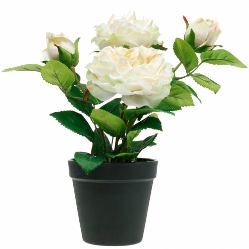 Floristik24 Pivoine dans un pot, rose décorative romantique, fleur de soie blanc crème