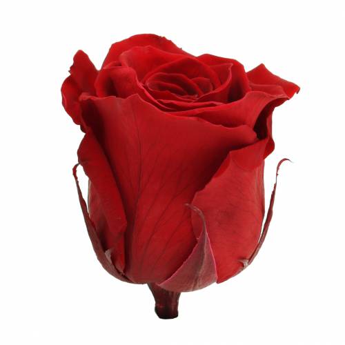 Article Infinity Roses Large Ø5,5-6cm Rouge 6 pcs
