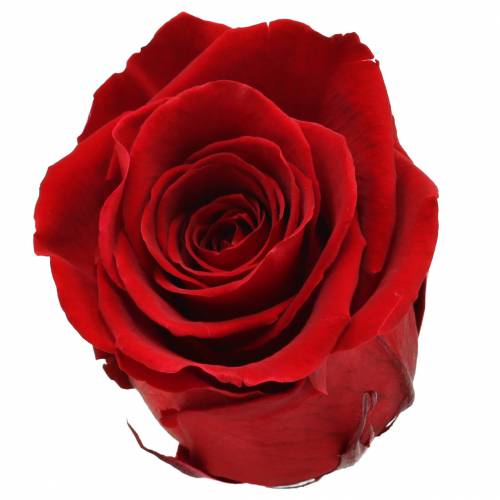 Roses infinies grandes Ø5.5-6cm rouges 6pcs