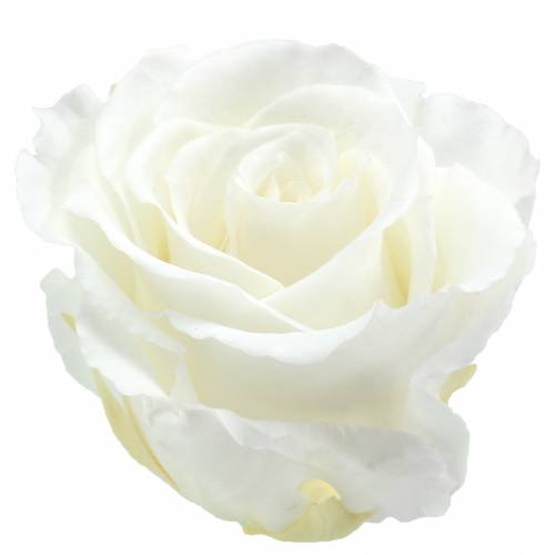 Floristik24 Roses infinies grandes Ø5.5-6cm blanches 6pcs