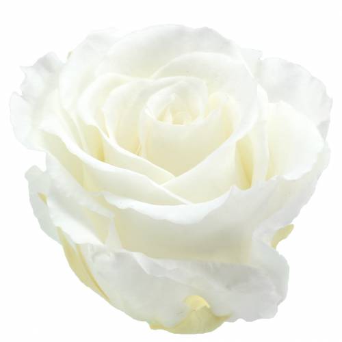 Roses infinies grandes Ø5.5-6cm blanches 6pcs