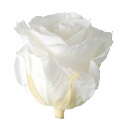 Article Infinity Roses Grand Ø5,5-6cm Blanc 6 pcs