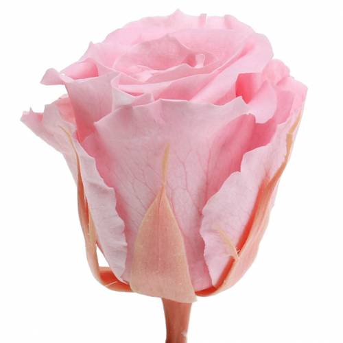 Article Roses Éternelles Moyennes Ø4-4,5cm Rose 8 pcs