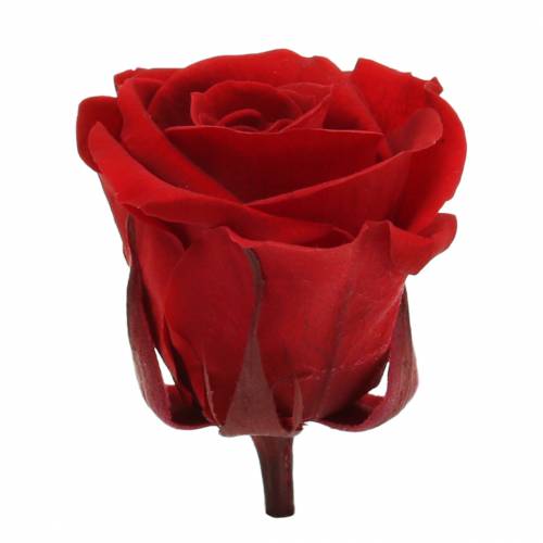 Article Roses stabilisées moyennes Ø4-4,5cm rouge 8 pcs