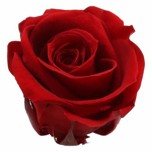 Floristik24 Roses stabilisées moyennes Ø4-4,5cm rouge 8 pcs