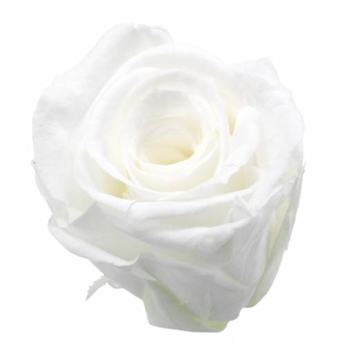 Floristik24 Roses stabilisées moyennes Ø4-4,5cm blanches 8 pcs