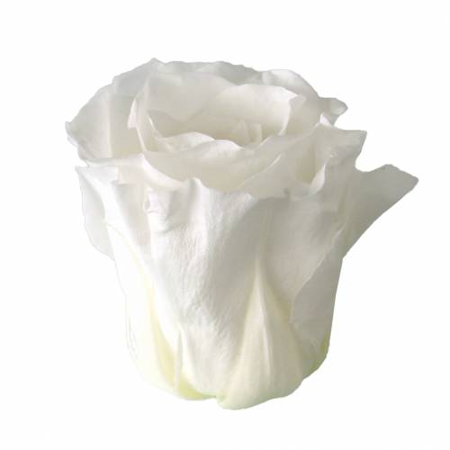 Article Roses stabilisées moyennes Ø4-4,5cm blanches 8 pcs