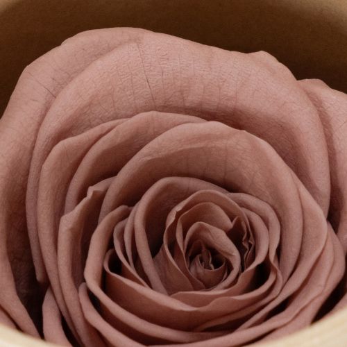 Article Roses stabilisées, cadeau romantique, roses longue durée pour les occasions spéciales, 5 cm, lot de 6