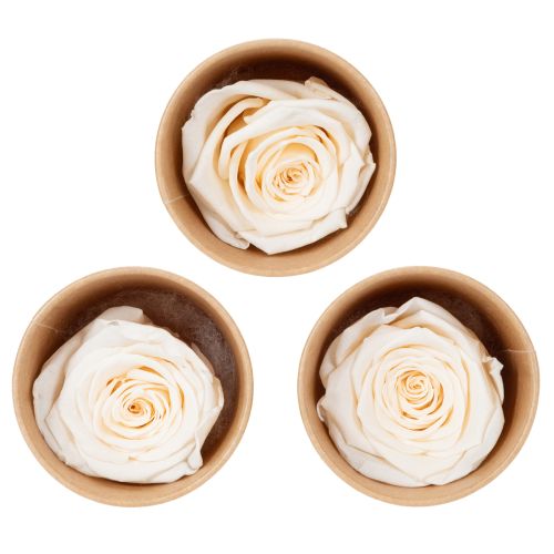 Têtes de roses stabilisées pour compositions florales élégantes, 5 cm, lot de 6