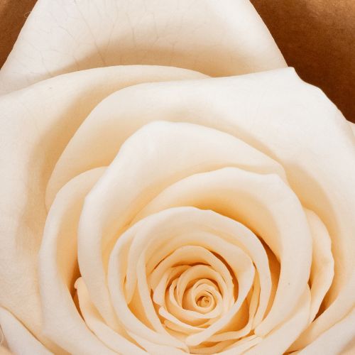 Article Têtes de roses stabilisées pour compositions florales élégantes, 5 cm, lot de 6