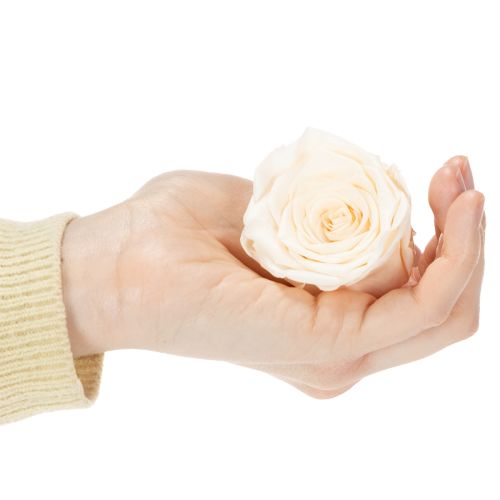 Article Têtes de roses stabilisées pour compositions florales élégantes, 5 cm, lot de 6