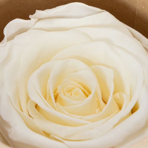 Article Têtes de roses stabilisées, décoration de table durable pour une ambiance romantique, décoration de mariage, 5 cm, lot de 6