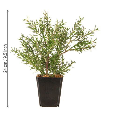 Article Romarin en pot Herbes artificielles Plantes vertes H24cm